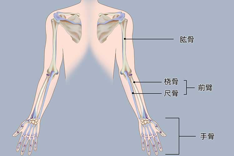 尺骨桡骨位置图