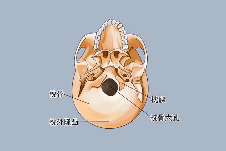 头枕部位置外观图
