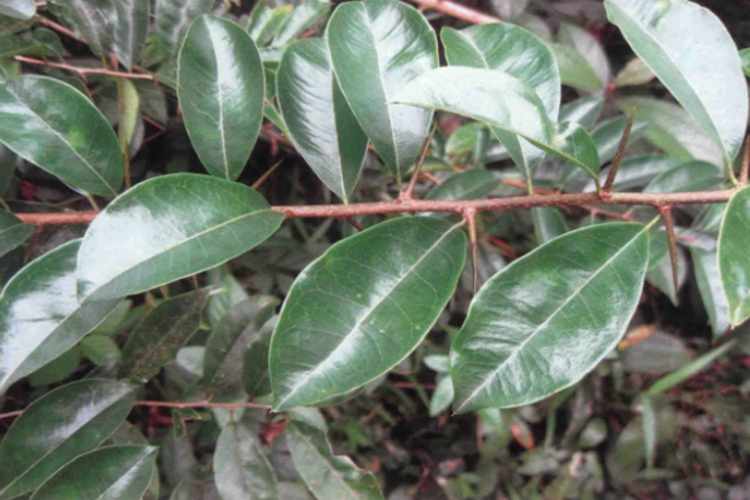 穿破石原植株图