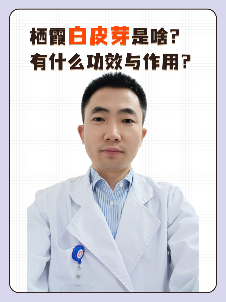 栖霞白皮芽是啥？有什么功效与作用？