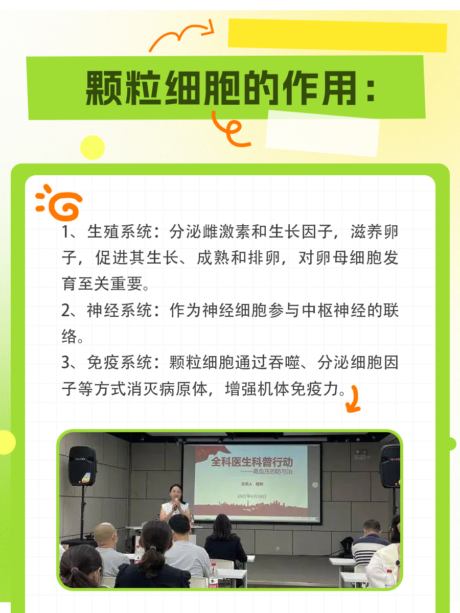 不可忽视的颗粒细胞：它们在人体中的作用超乎想象