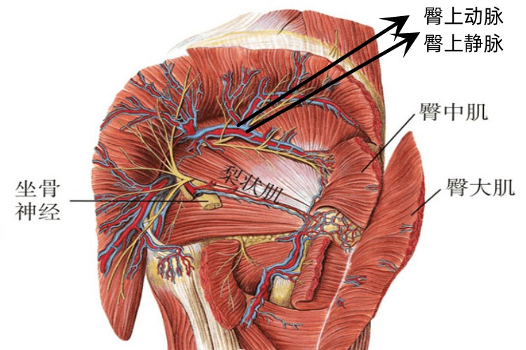 臀大肌下间隙的交通图