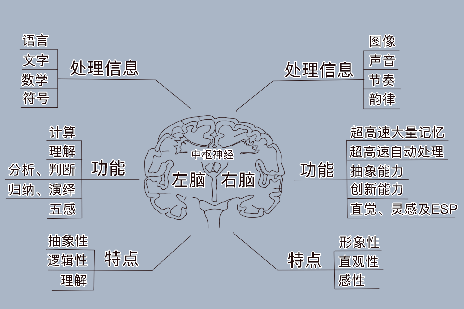 左右脑的功能和作用图