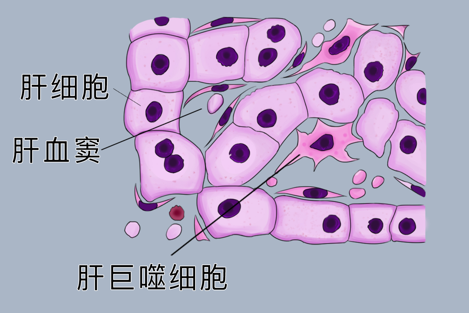 肝血窦组胚图图片