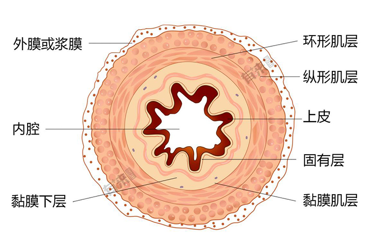 食管结构图