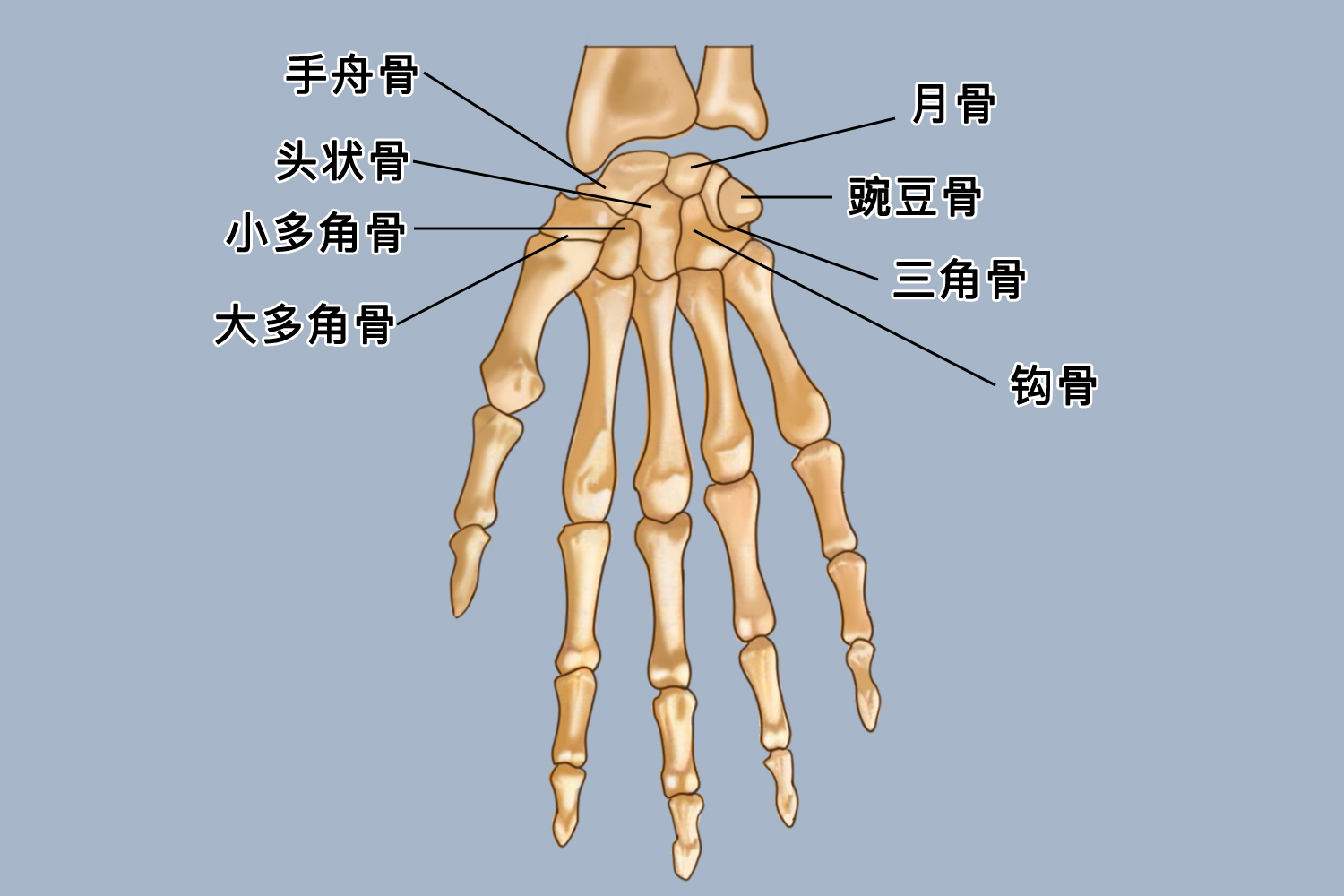 手腕三角骨是腕骨近端的组成部分,其占据了腕部尺侧的大部分位置,在月