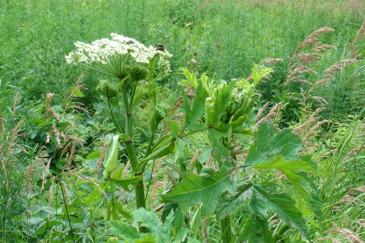 独活植株开花图 独活植株开花图