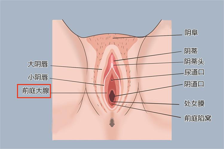 前庭大腺位置图