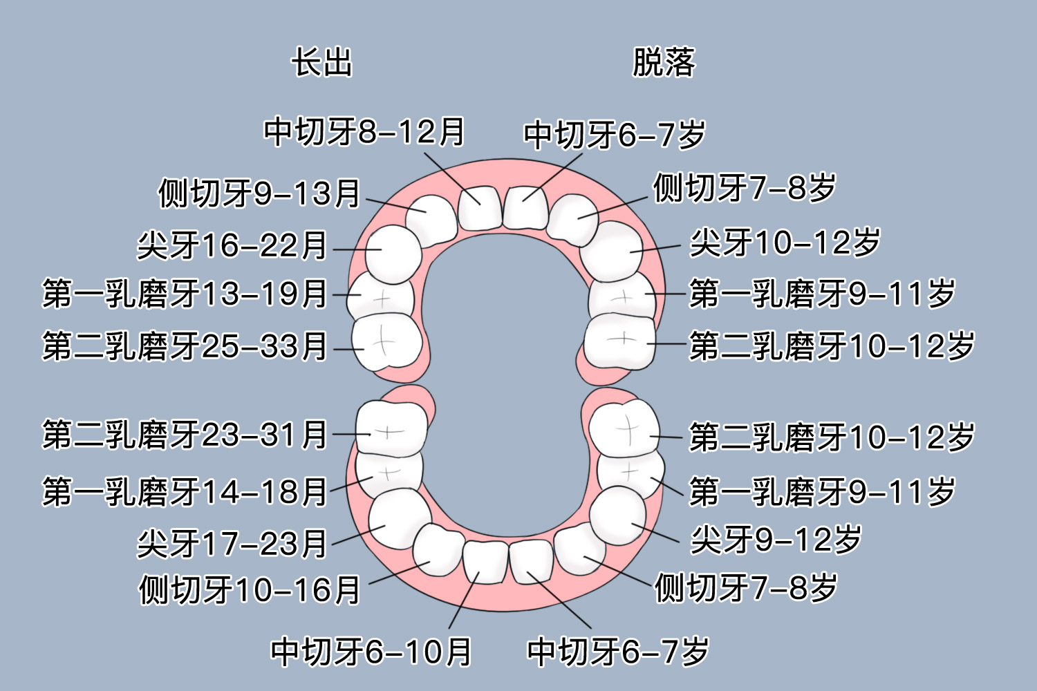 上下乳牙脱落顺序图片