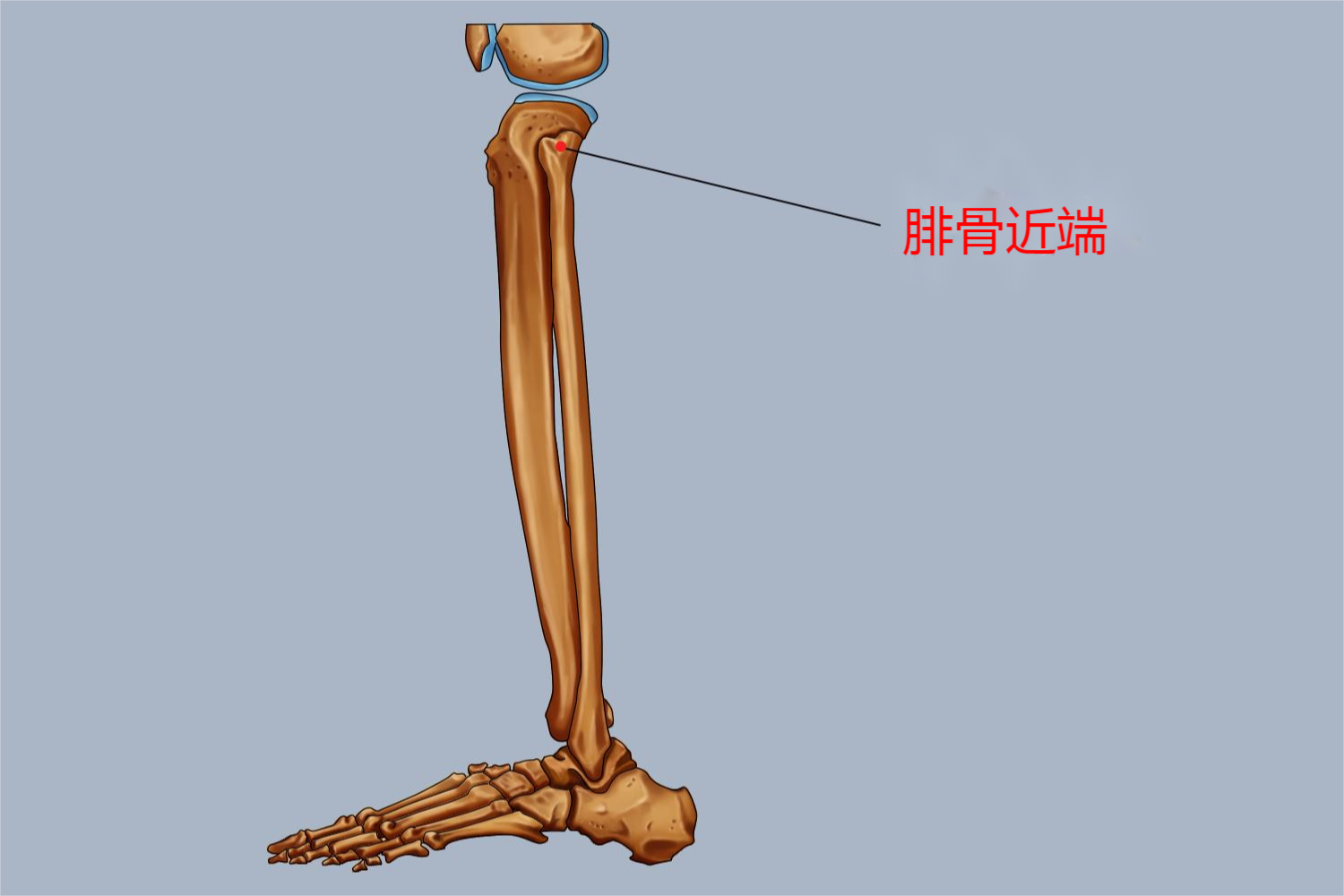 腓骨近端位置图