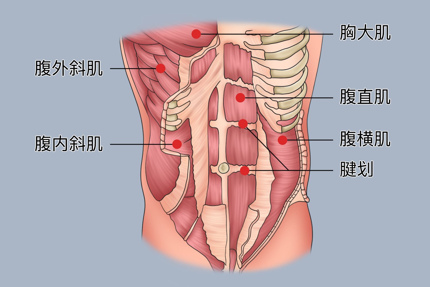 腹前外侧群肌肉图 腹前外侧群肌肉图