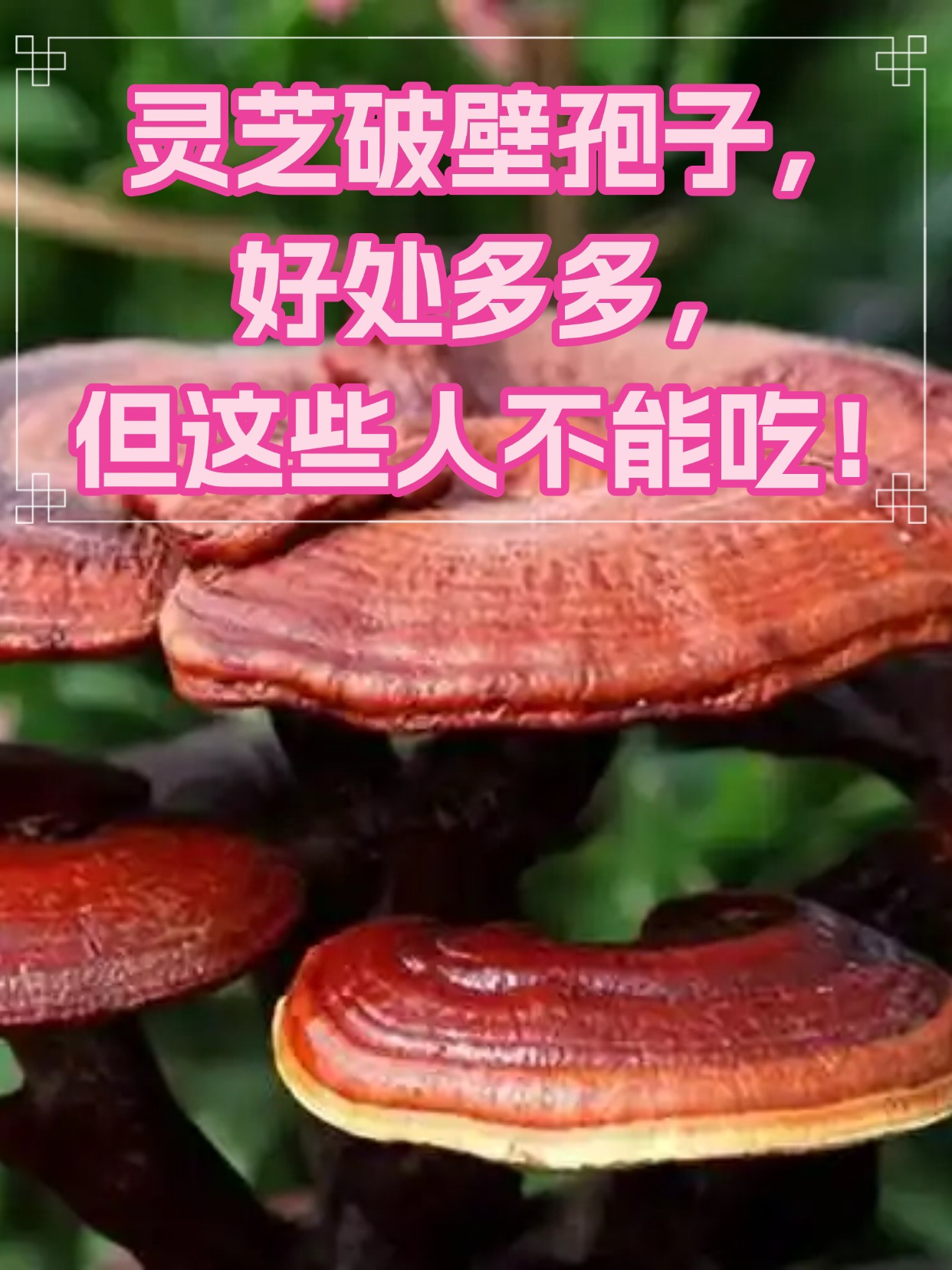 灵芝破壁孢子,好处多多,但这些人不能吃!