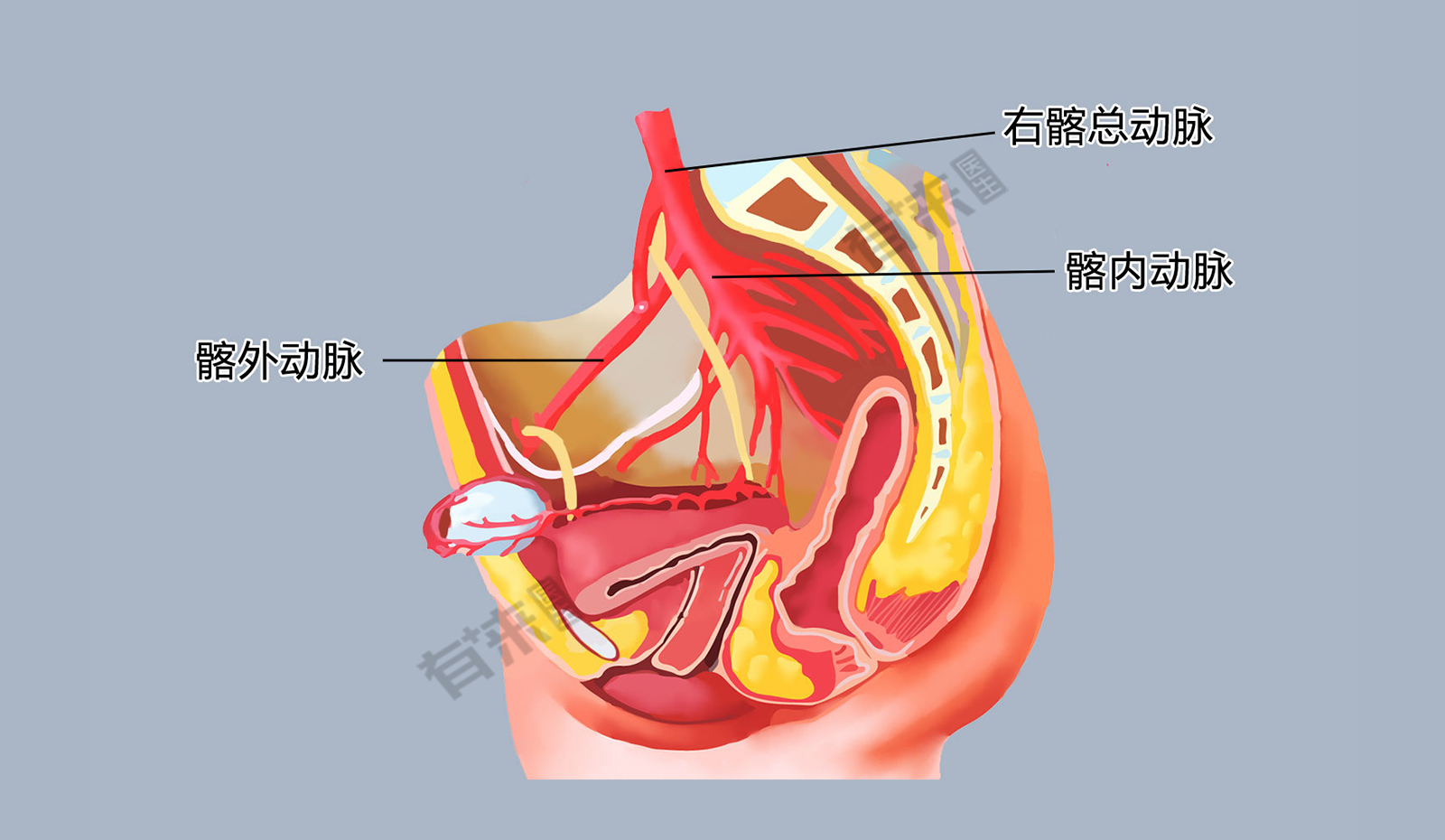 髂外动脉解剖图片