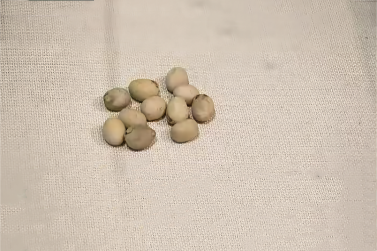 箭毒木种子图 箭毒木种子图