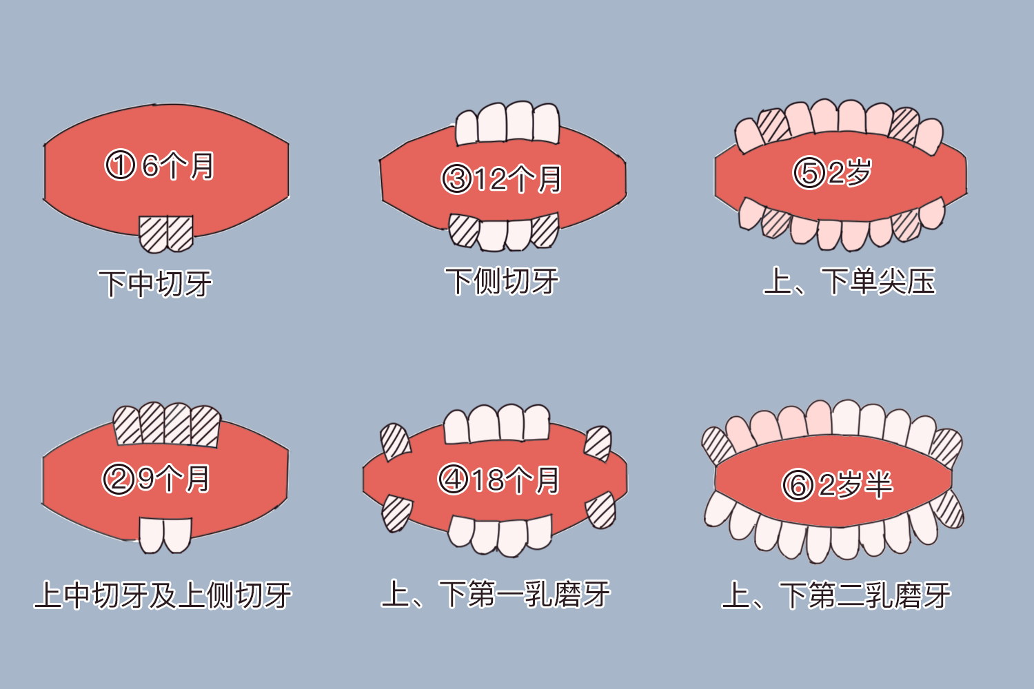 小孩牙齿生长图片