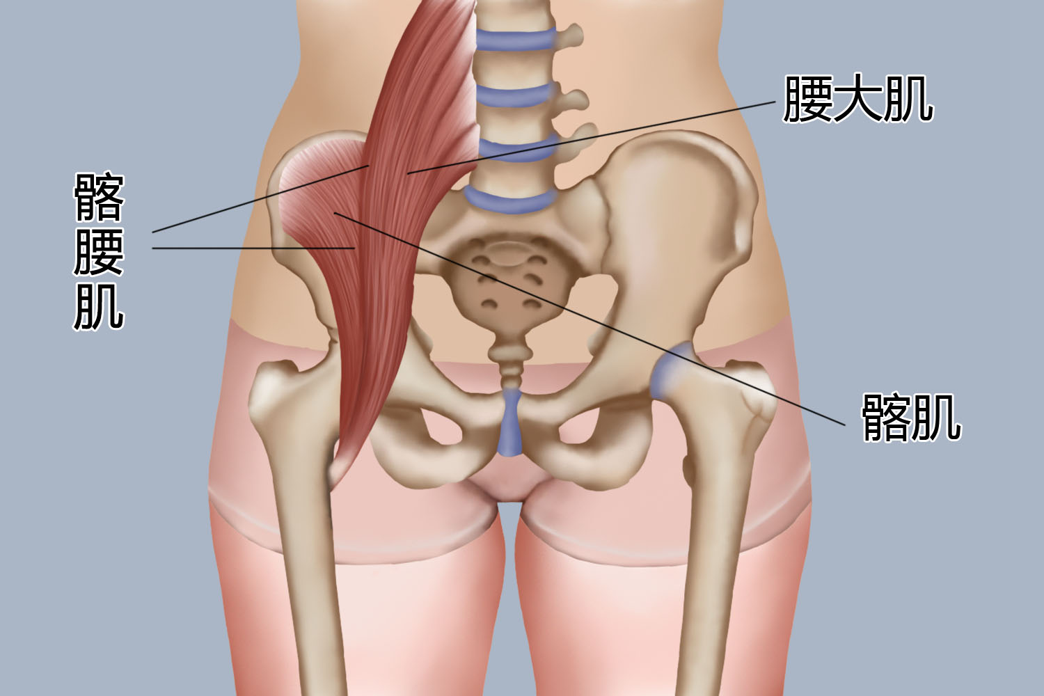 髂腰肌图