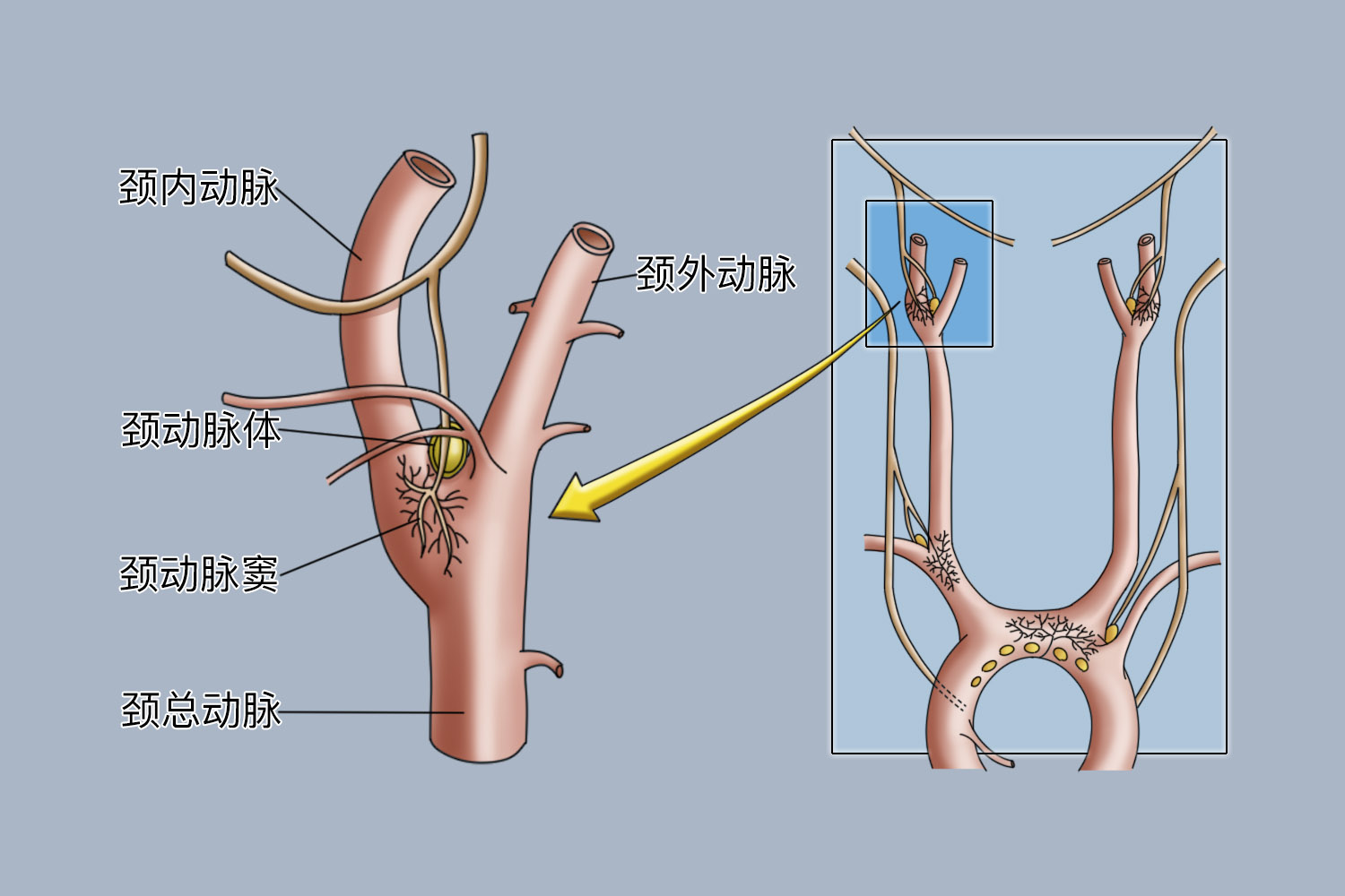 颈总动脉窦部结构图图片