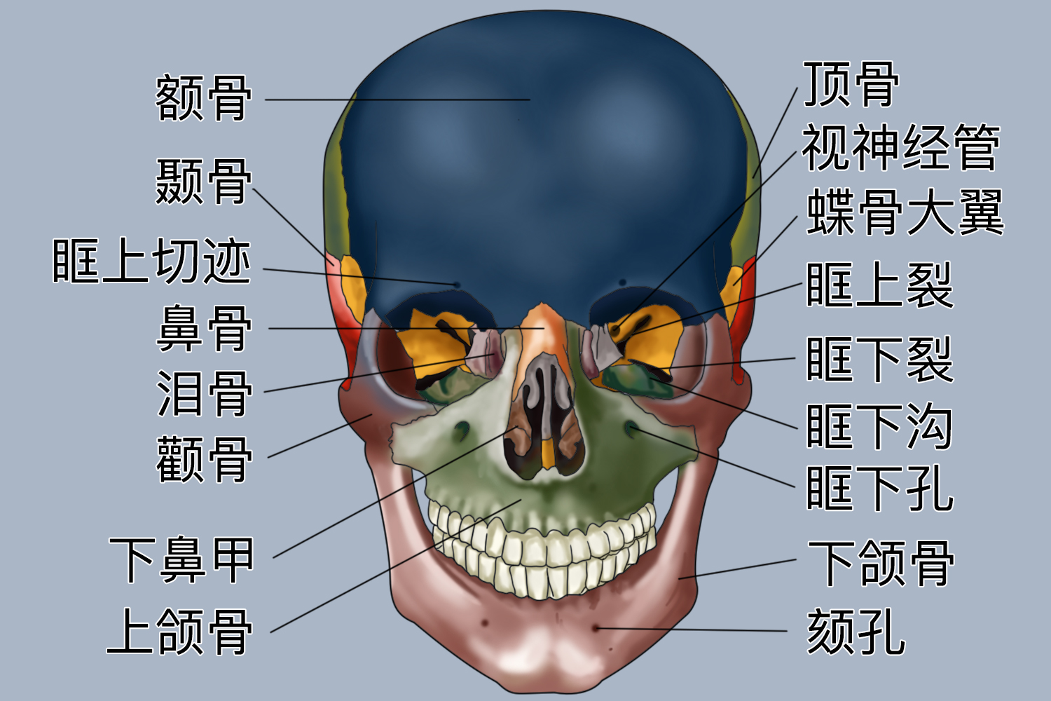 额骨正面图 额骨正面图