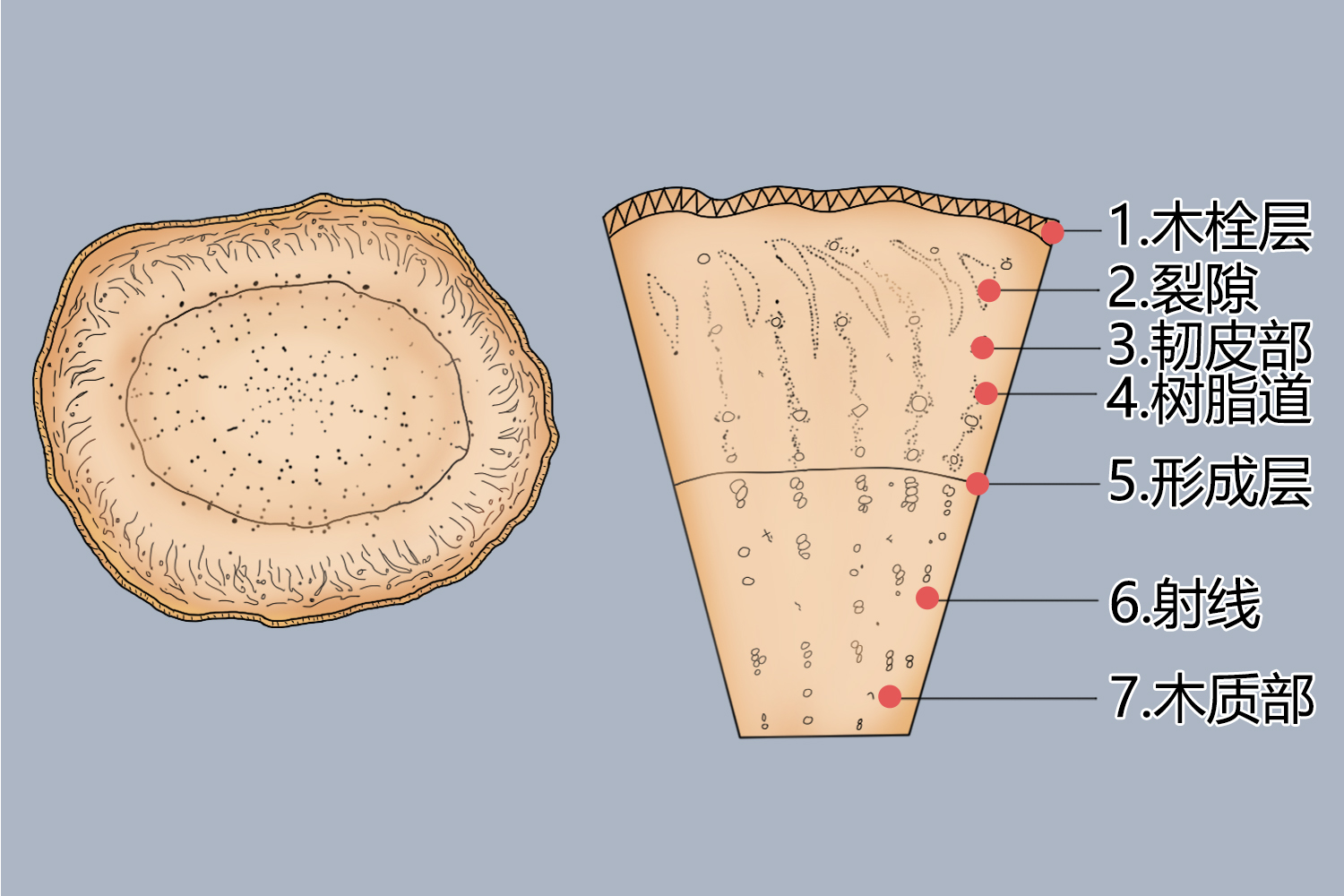 人参横切面简图