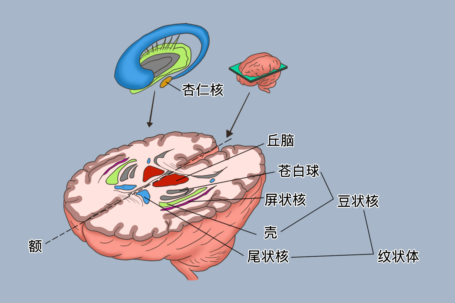 脑部基底节区在啥地方图片