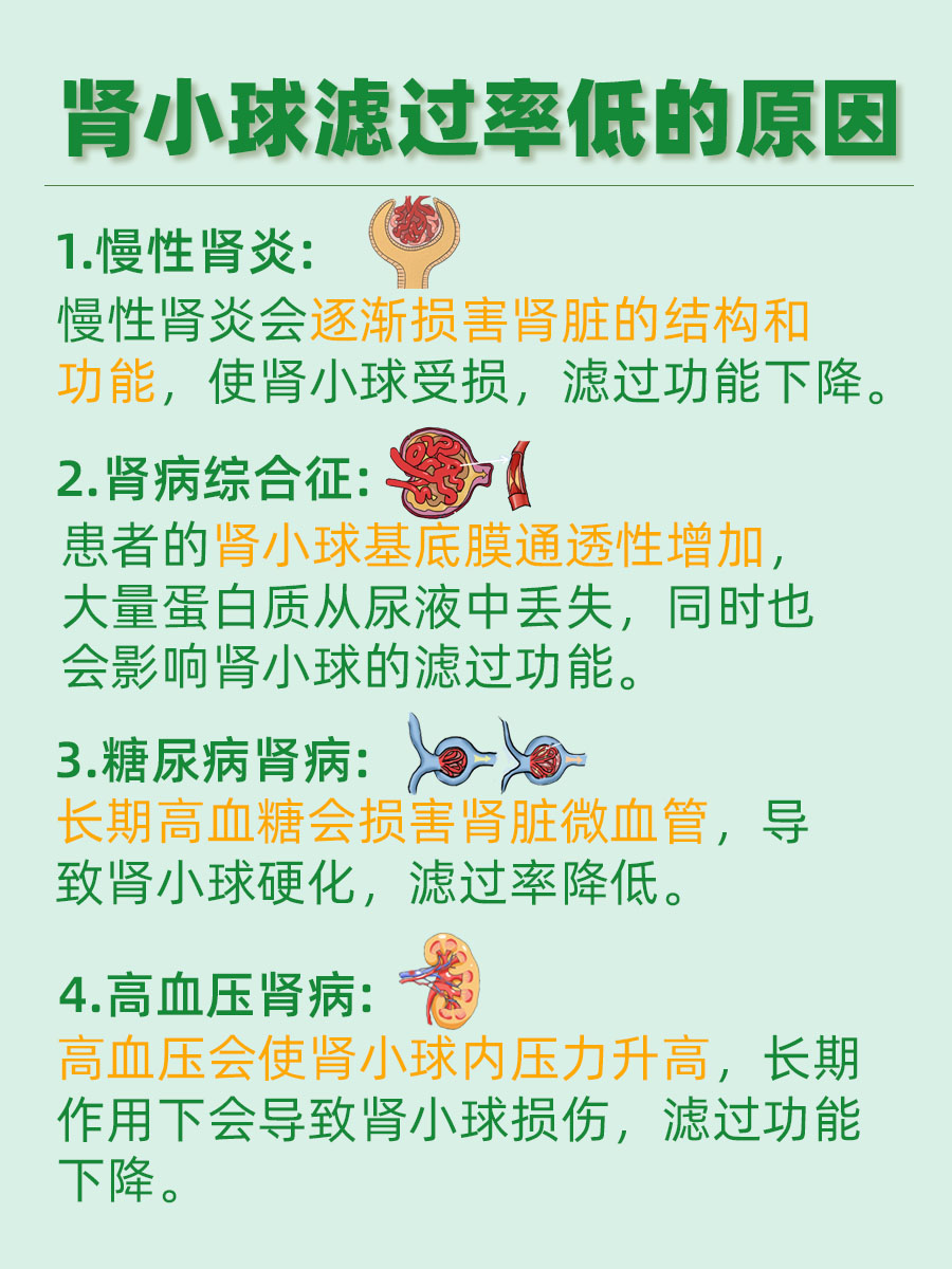 衡量肾脏功能的黄金指标：肾小球滤过率