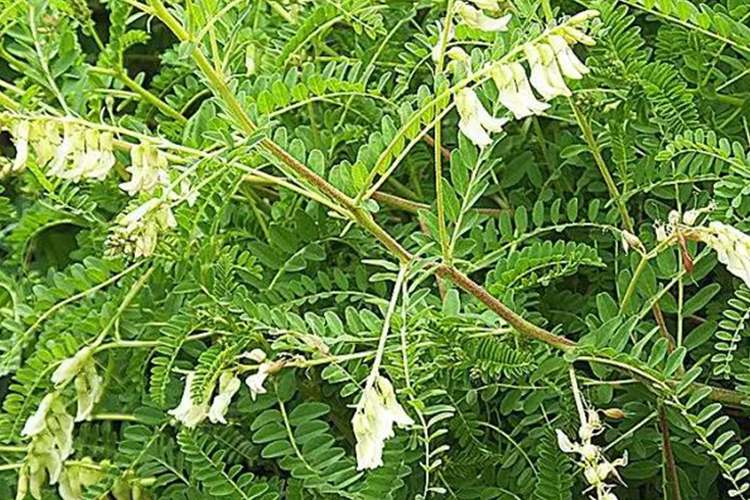 蒙古黄芪原植株图