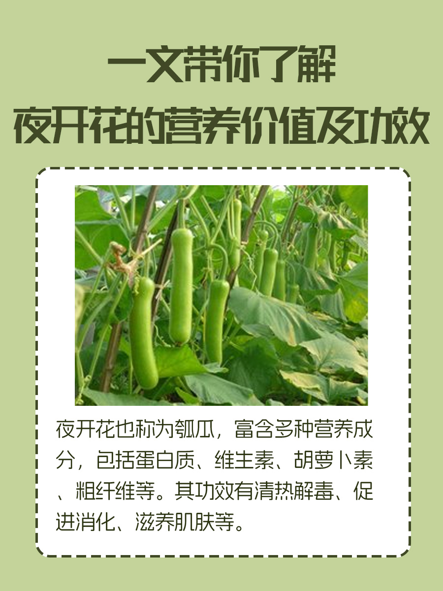 一文带你了解夜开花的营养价值及功效