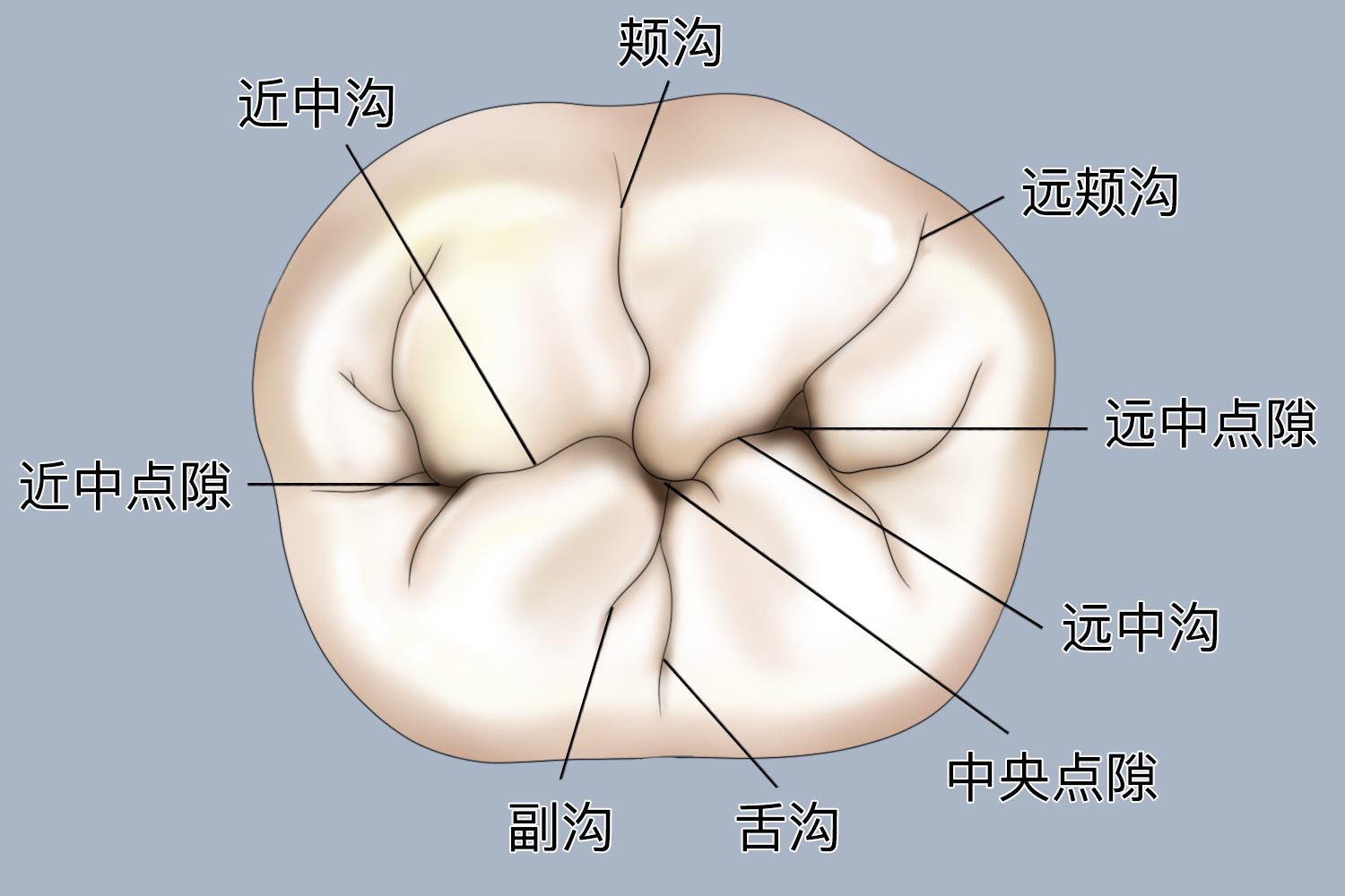 牙冠腔图片