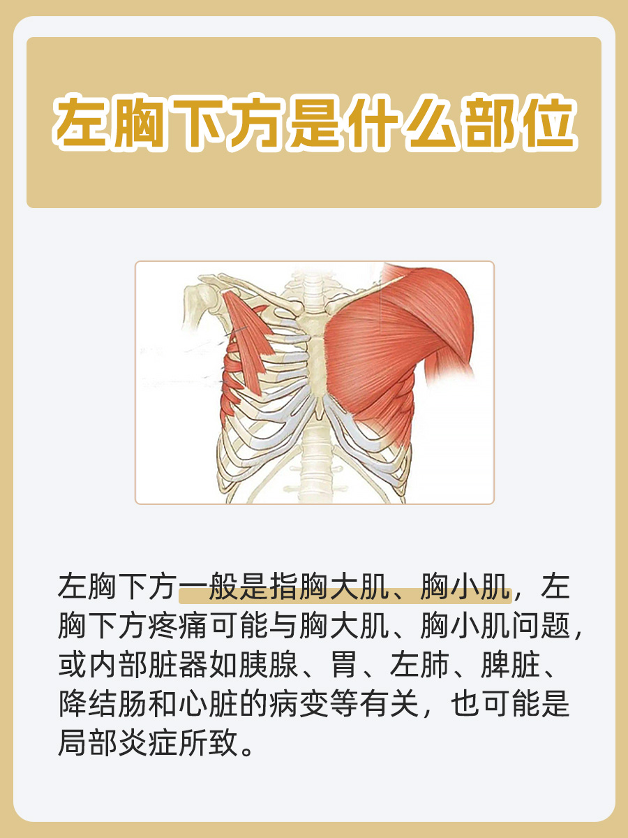 解读左胸下方部位：可能涉及的解剖结构