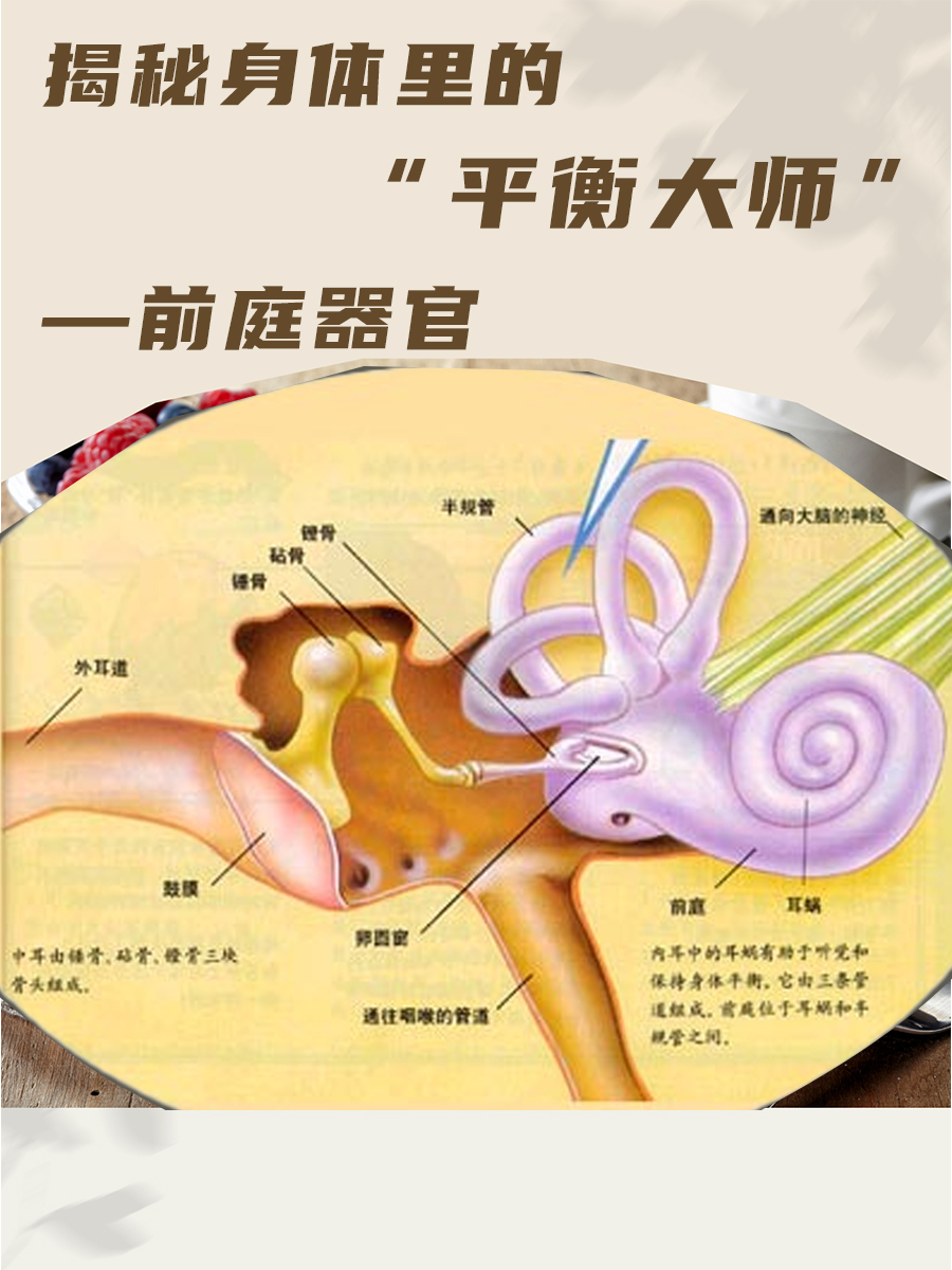 揭秘身体里的“平衡大师”—前庭器官