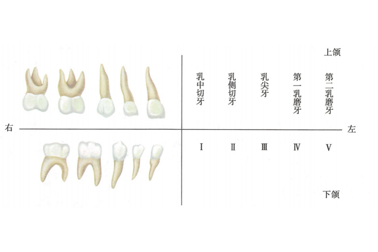 乳牙的牙根形态及名称图 乳牙的牙根形态及名称图