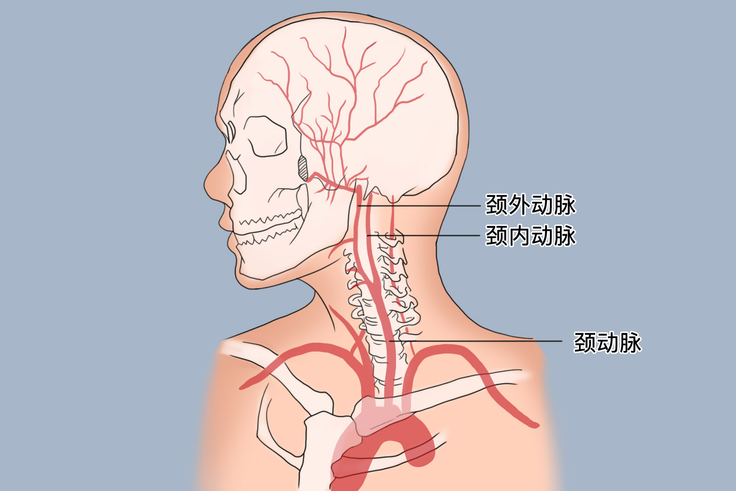 颈内动脉颈段图