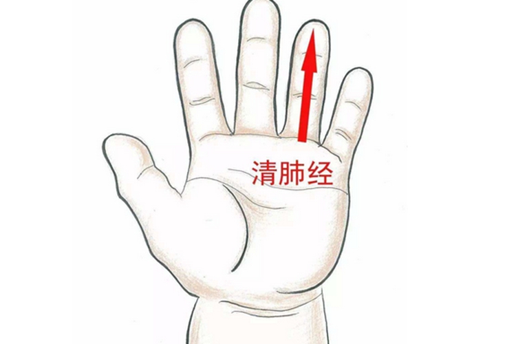 清肺经图