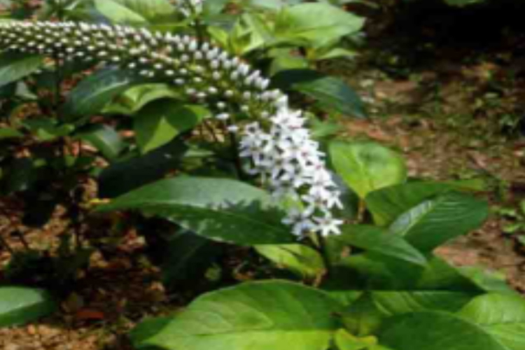 珍珠菜原植物图