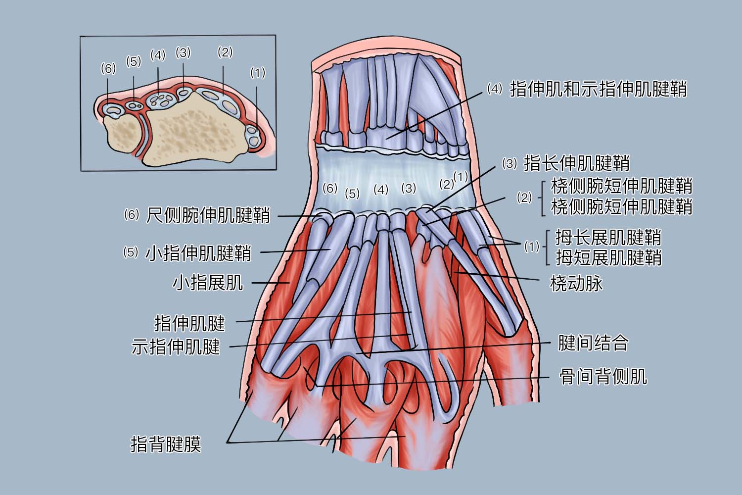 腕后区结构图