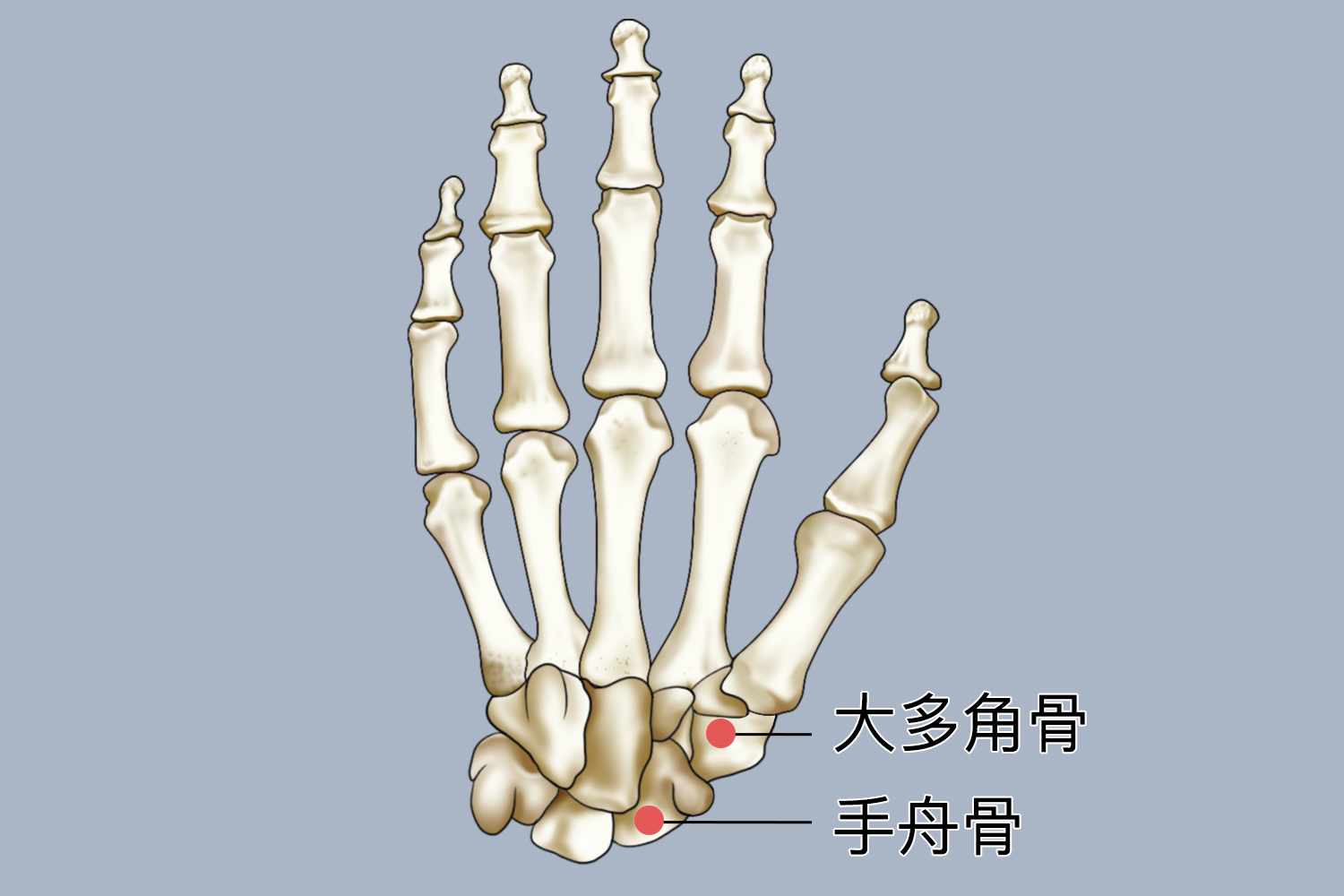 左手舟骨是位置图