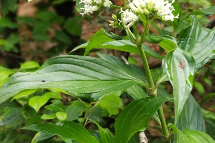 涂藤头植株外观图
