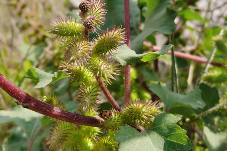 苍耳植株图