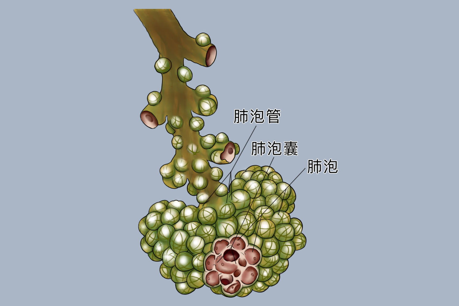 肺实质图