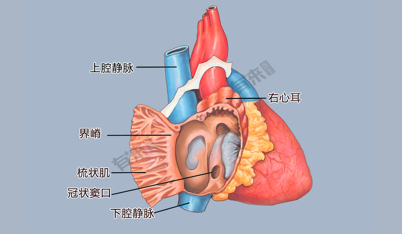 心脏房室图片结构图图片