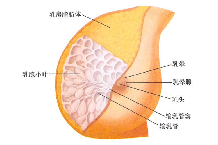 正常乳晕图