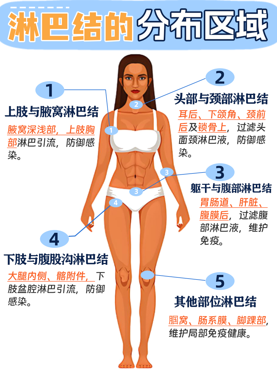 带你认识:人体淋巴结的分布区域