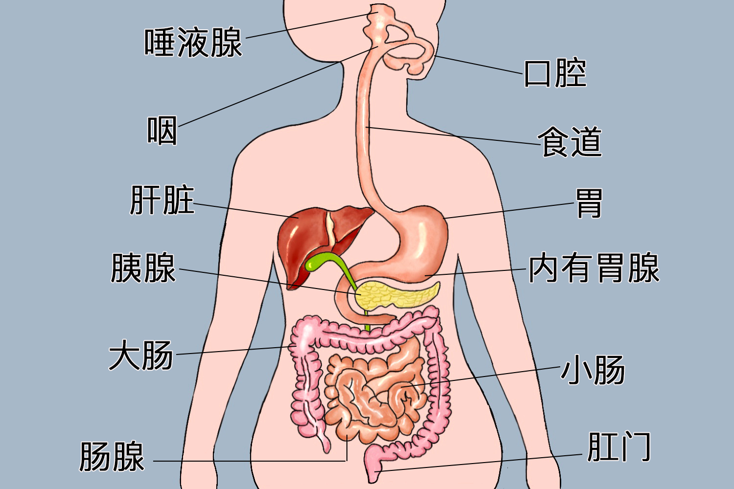 消化系统图简图图片