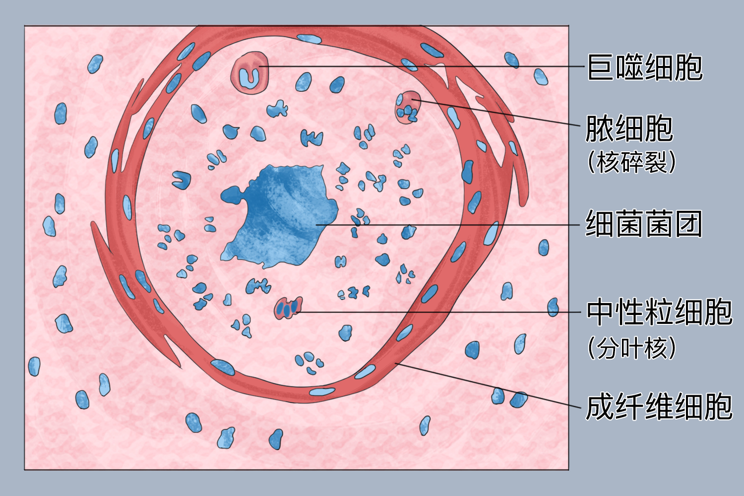 肾细胞显微镜简图图片