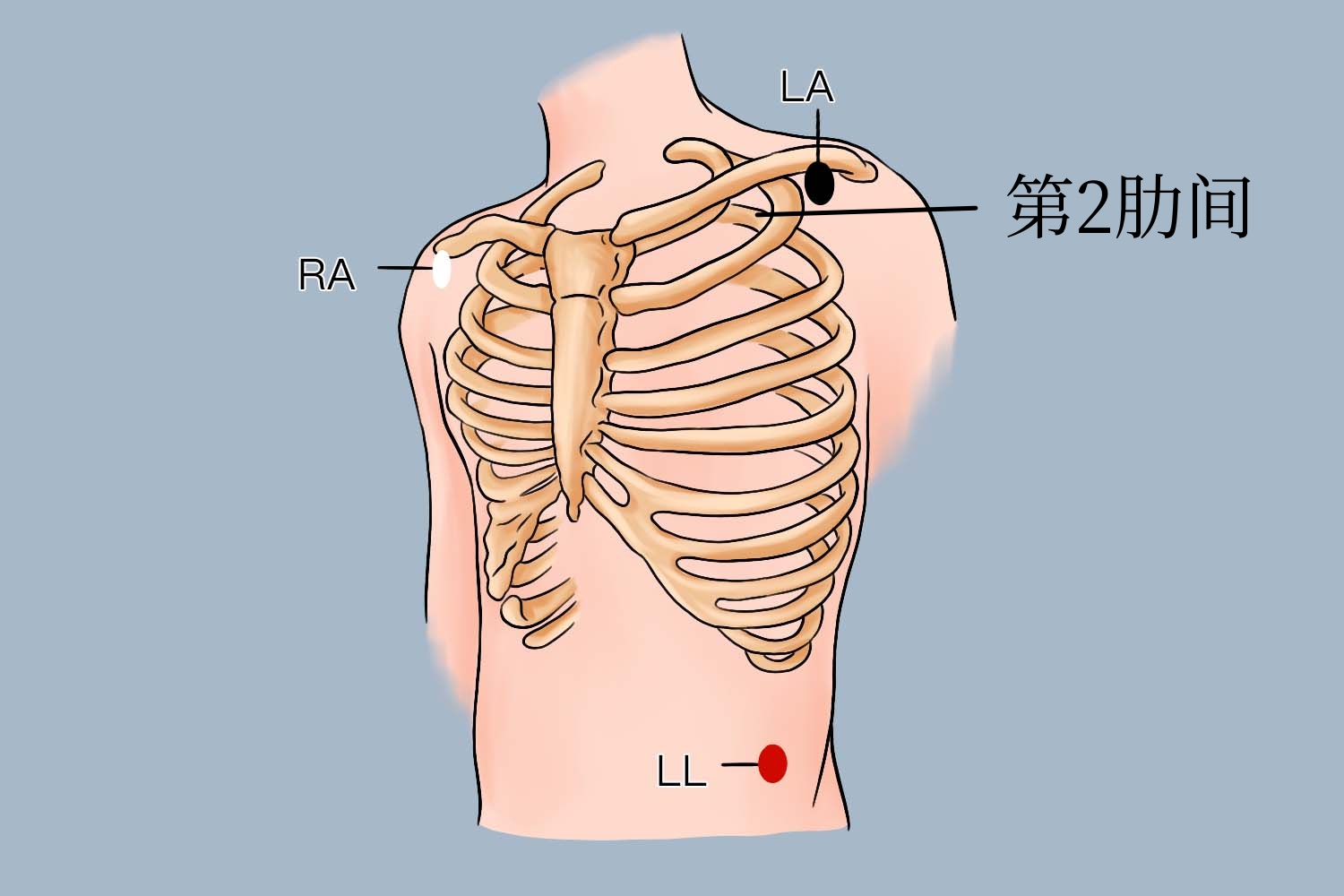 右侧第三肋骨的位置图图片