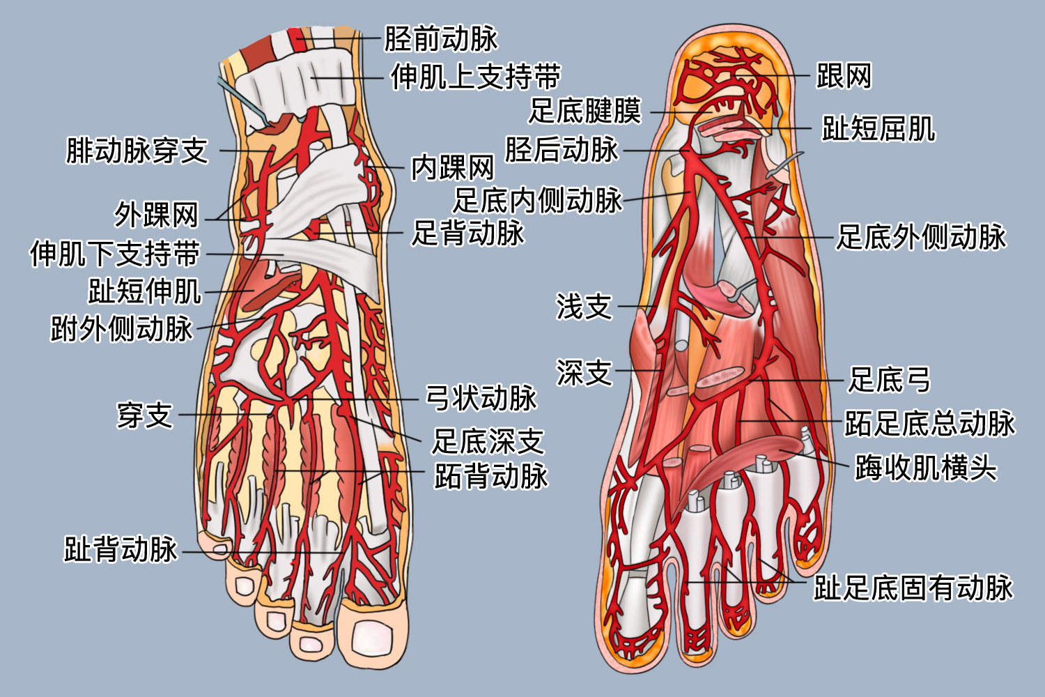 足部解剖图血管图片