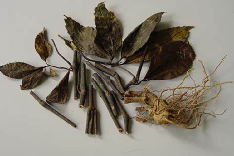 九节茶中药图 九节茶中药图