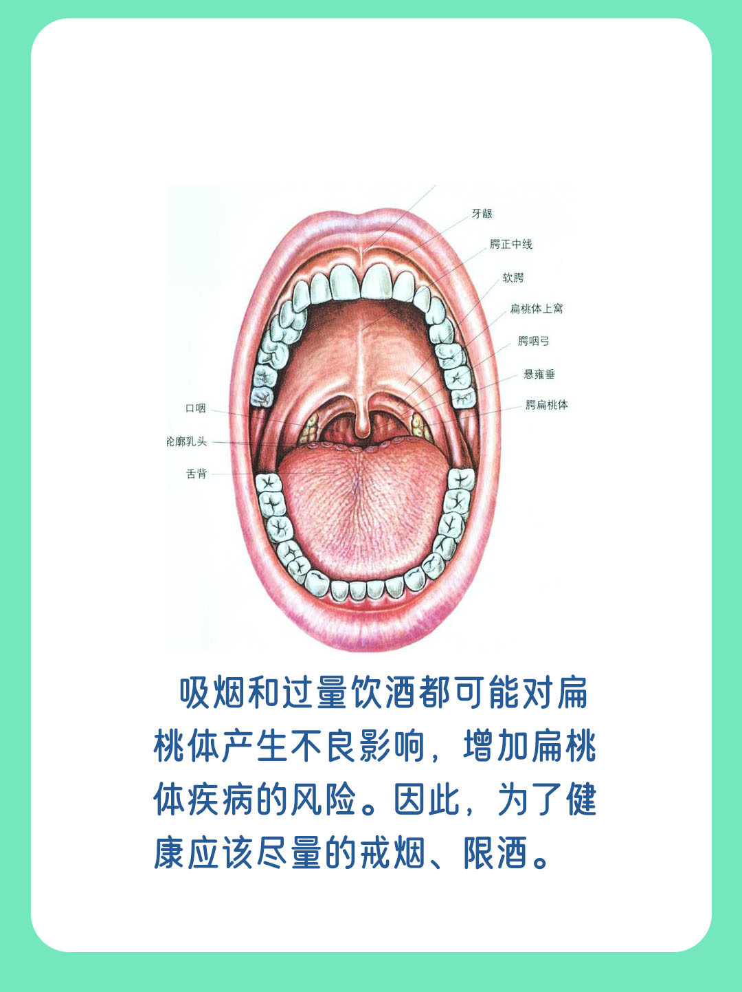 一图看懂扁桃体，了解它的大小、形状与功能