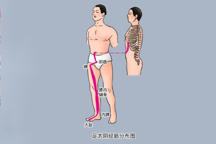足太阴经筋分布图