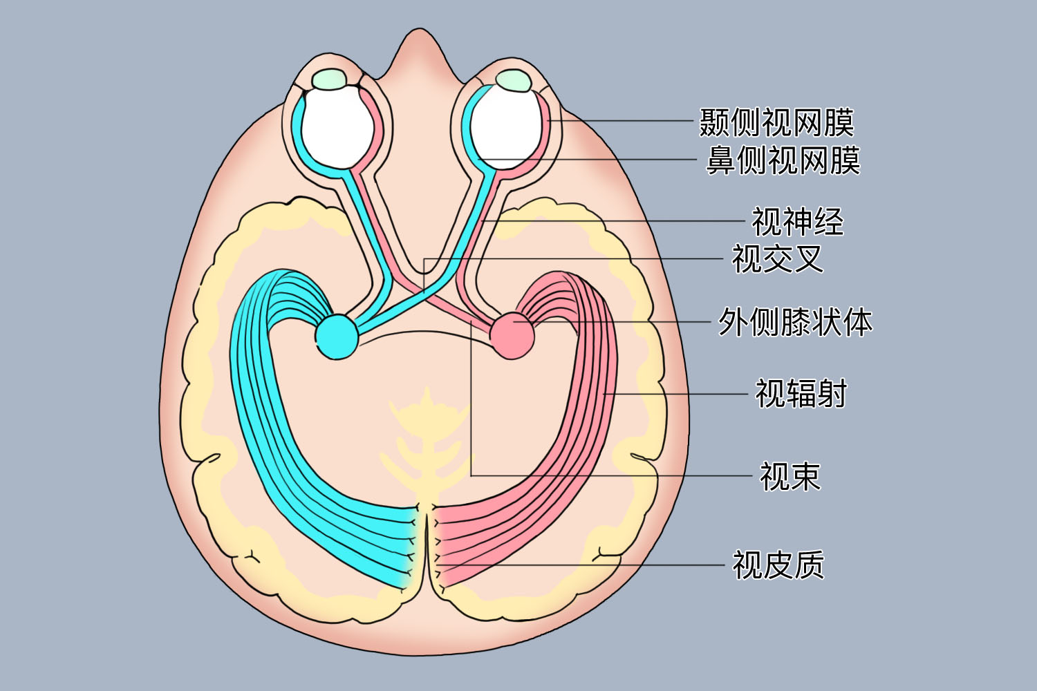 视神经颅内段图片